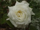 Ginrei rose photo