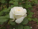 Ginrei rose photo