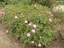 Hana-Gasumi rose photo