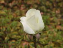 Hakuchô rose photo