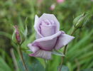 Madame Violet rose photo