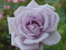 Madame Violet rose photo