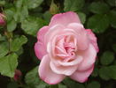 Sakura-Gasumi rose photo