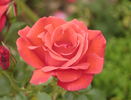 Waves of Flame rose photo