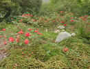 Waves of Flame rose photo