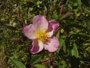 Running Maid ® rose photo