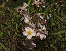 Running Maid ® rose photo