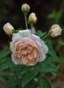 Ellen ® rose photo