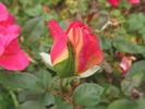 BR5-04 rose photo