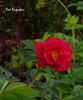 Red Rugostar ® rose photo