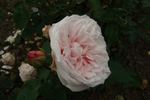 Acidalie rose photo