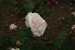 Acidalie rose photo
