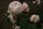 Acidalie rose photo