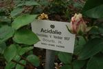 Acidalie rose photo