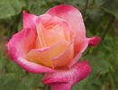 Eiko rose photo