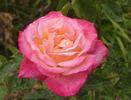Eiko rose photo