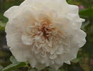 Bredon ® rose photo