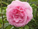 Hero ® rose photo