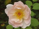 Huntington's Hero rose photo