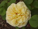 Yellow Charles Austin ® rose photo