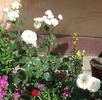 Virgo, Cl. rose photo
