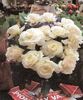 White Romance rose photo