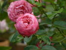 Bésame mucho rose photo