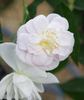 Xuchitl rose photo