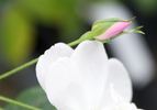 Xuchitl rose photo