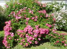 RVS 90.139 rose photo