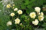 Sonnenschirm rose photo