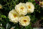 Sonnenschirm rose photo