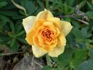 Gingerbread Man rose photo