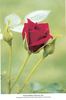 Black Magic rose photo