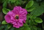 Amélie Graveraux rose photo