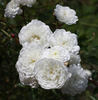 Lady Blanche rose photo