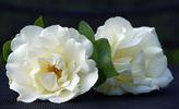 Weisses Meer rose photo