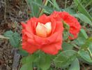 Léonidas rose photo
