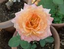 Mr. Chips rose photo