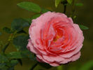 Bésame mucho rose photo