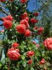 Edith de Martinelli, Cl. ® rose photo