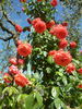 Edith de Martinelli, Cl. ® rose photo