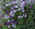 C. viticella 'Prince Charles' clematis photo