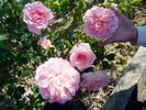 Admired Miranda ® rose photo