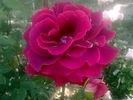 Francine rose photo