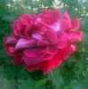 Francine rose photo