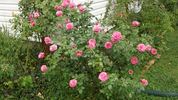 Grandma's Blessing rose photo