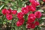 Anička rose photo