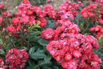 Balduin rose photo