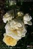 Coupe d'Or rose photo